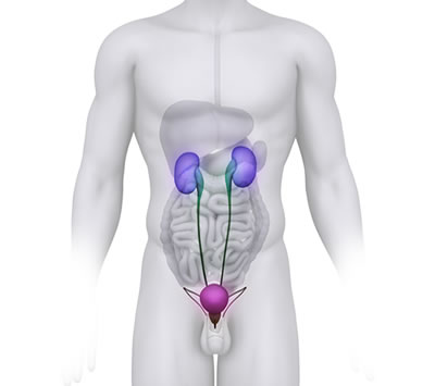 Blood in the Urine : East West Urology Adelaide